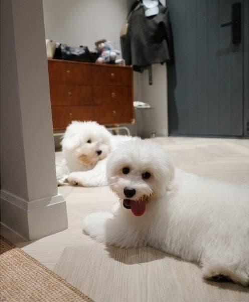 Yuzu and Zuma lying on the hallway floor at home