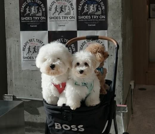 Yuzu and Zuma riding in a pushchair on an outing, with a third dog behind them