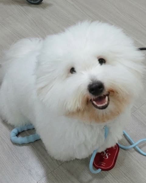 Yuzu sitting on the floor with his blue lead and red tag, looking up