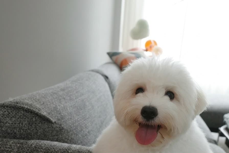 Zuma on the grey sofa with her tongue out