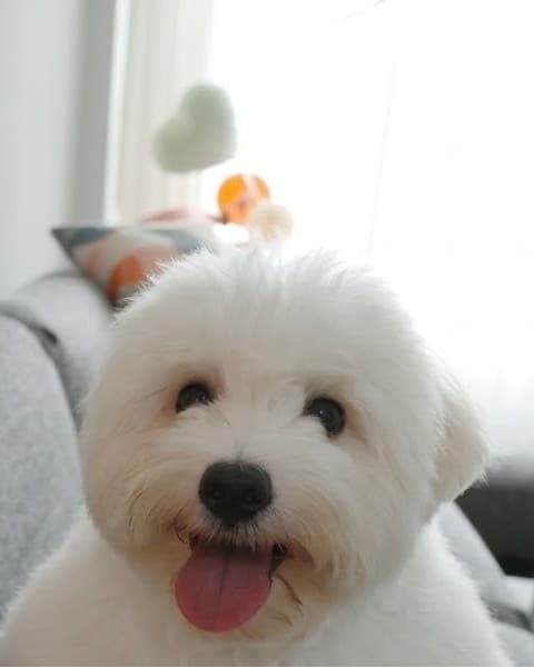 Zuma on the grey sofa with her tongue out
